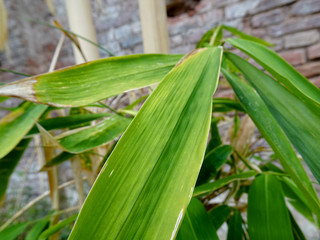 Close-up look of green bamboo tree leaves 