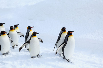 キングペンギンの散歩