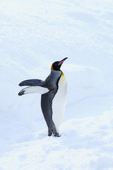 キングペンギン