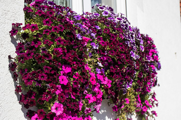Cascading petunia of pink and burgundy tones on a white wall on