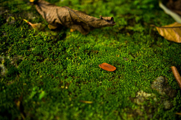 mushroom in the forest