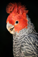 The gang-gang cockatoo is found in the cooler and wetter forests and woodlands of Australia,...