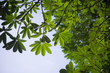 green leaves of tree