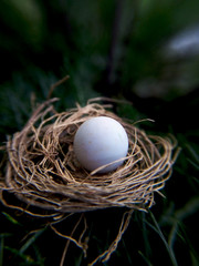 Huevo en el nido
