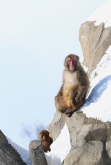 Obraz premium 雪上のニホンザル