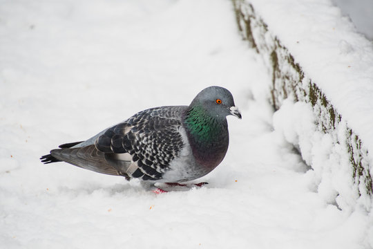 A picture of a rock dove resting on the snow-covered ground.   Burnaby BC Canada