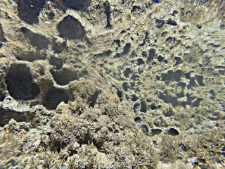 Erizos y peces azules arrecife Brasil, Praia dos Carneiros, Recife