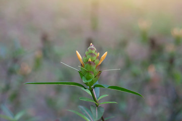 Hop headed barleria or Barleria lupulina flower bud in the garden, Is a Thai herb with properties root treat centipede poison and leaf neutralize inflammation from insect bites.