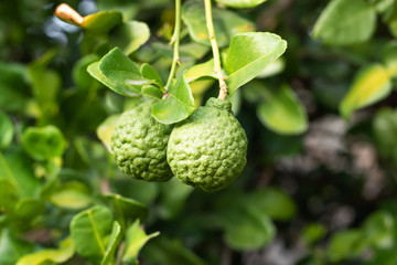 Bergamot on Tree in gaden.