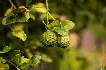 Bergamot on Tree in gaden.