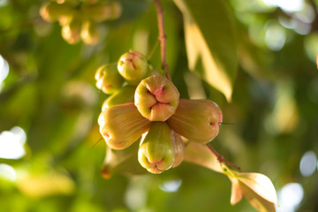 Rose apples on tree in gaden.