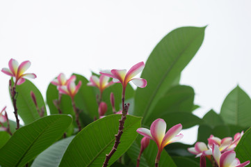 Plumeria, Frangipani, Beautiful pink flower bouquet in the garden.