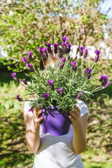 Fototapeta na wymiar Girl with lavender in the pot in the backyard garden. Family gardening spring concept. Vertical, soft focus
