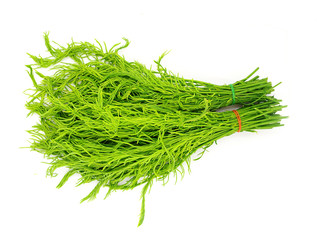 Acacia pennata isolated on white background