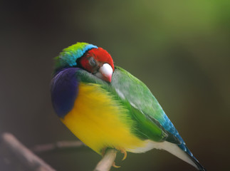 Beautiful Gouldian Finch