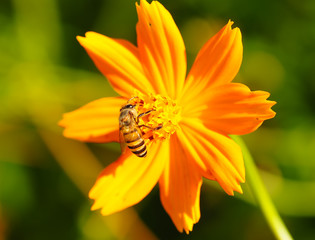 Bee On The Flower Mexican Diasy