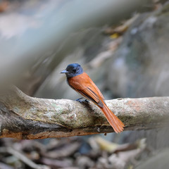 Bird (Asian Paradise-Flycatcher), in nature, in Thailand