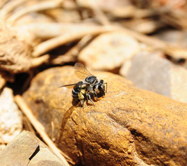 Bee on the stone