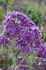 Obraz premium bunch of lavender flowers