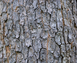 Old Wood Tree Texture Background Pattern