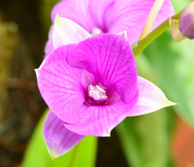 Beautiful Pink orchid - phalaenopsis