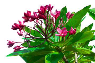 Plumeria, Frangipani, Beautiful pink flower bouquet isolated on the white background, clipping paths