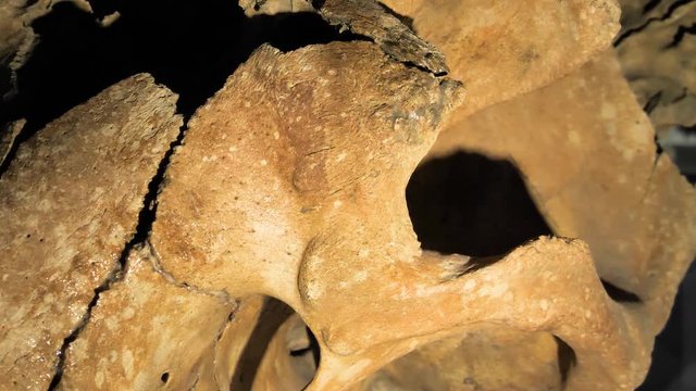 Closer look of the skeleton fossils in Tokyo Japan