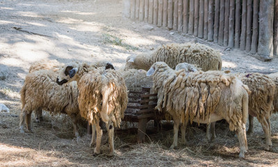 Flock of sheep in the zoo