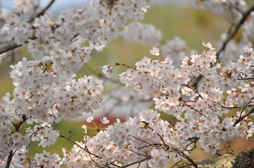満開のソメイヨシノの花です