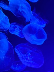 幻想的なクラゲ