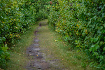 Fototapeta na wymiar A trail through a dense forest with green trees