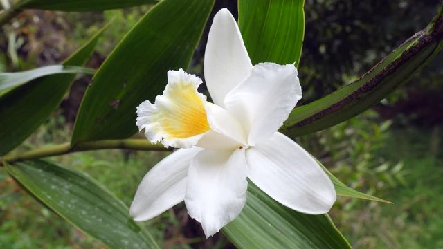 Orchid (Sobralia sp.) flowering in  montane rainforest. On the Amazonian slopes of the Andes near Banos in Tungurahua province. 