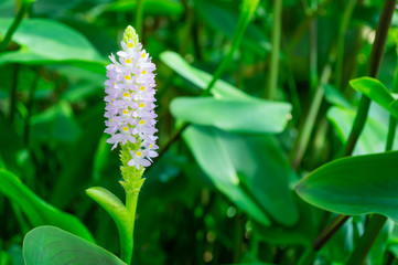 Macro of Pontederia cordata (Pickerel Weed) with green leaves in the garden