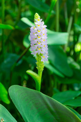 Macro of Pontederia cordata (Pickerel Weed) with green leaves in the garden