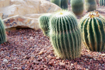 Cactus in the botanic garden. Close up of a round green cactaceae