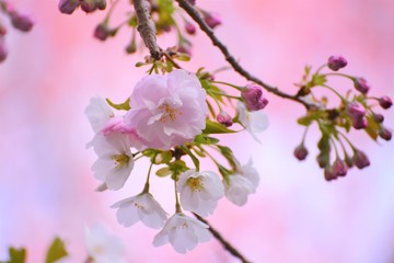 桜の枝先に咲く桜の花のクローズアップです