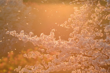 夕暮れ時に吹いた風に散る桜の花です
