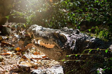 Crocodiles bask in the sun as zoo