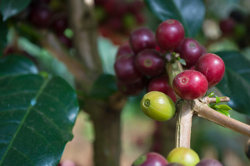 Close Up Coffee beans are ripe on coffee tree.