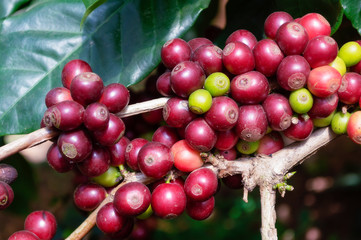 Close Up Coffee beans are ripe on coffee tree.