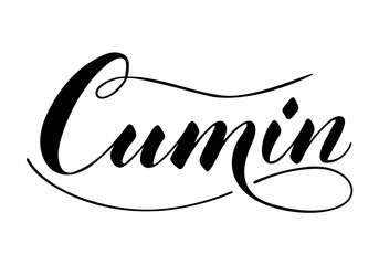 Vector hand written cumin text isolated on white background. Kitchen healthy herbs and spices for cooking. Script brushpen lettering with flourishes. Handwriting for banner, poster, product label