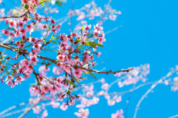 Sakura flowers - wild Himalayan cherries on a blue background