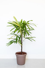 Lady Palm or Bamboo Palm in pot isolated on white wall background