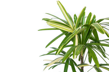 Lady Palm Left Plant close up isolated on white background