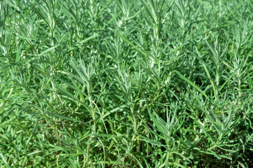 Rosemary Rosmarinus officinalis perennial herb with fragrant evergreen leaves