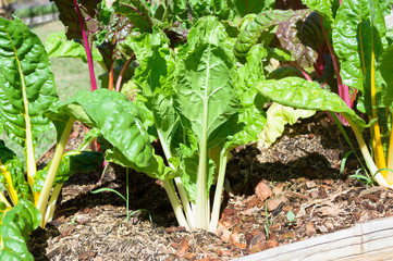 swiss chard ready for harvest in the summer vegetable bed