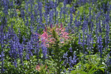 Obraz premium Pink flowers surrounded by outdoor purple flowers and sunshine