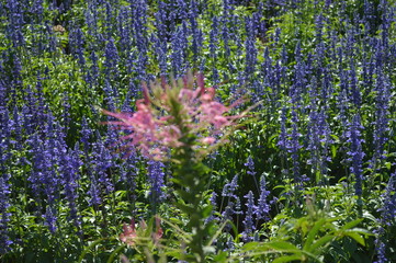 Fototapeta premium Outdoor purple flower garden and sunshine