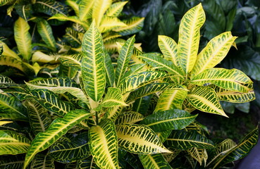 Yellow and green foliage of Croton 'Harvest Moon' plants © Khairil