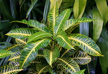 Yellow and green foliage of Croton 'Harvest Moon' plants